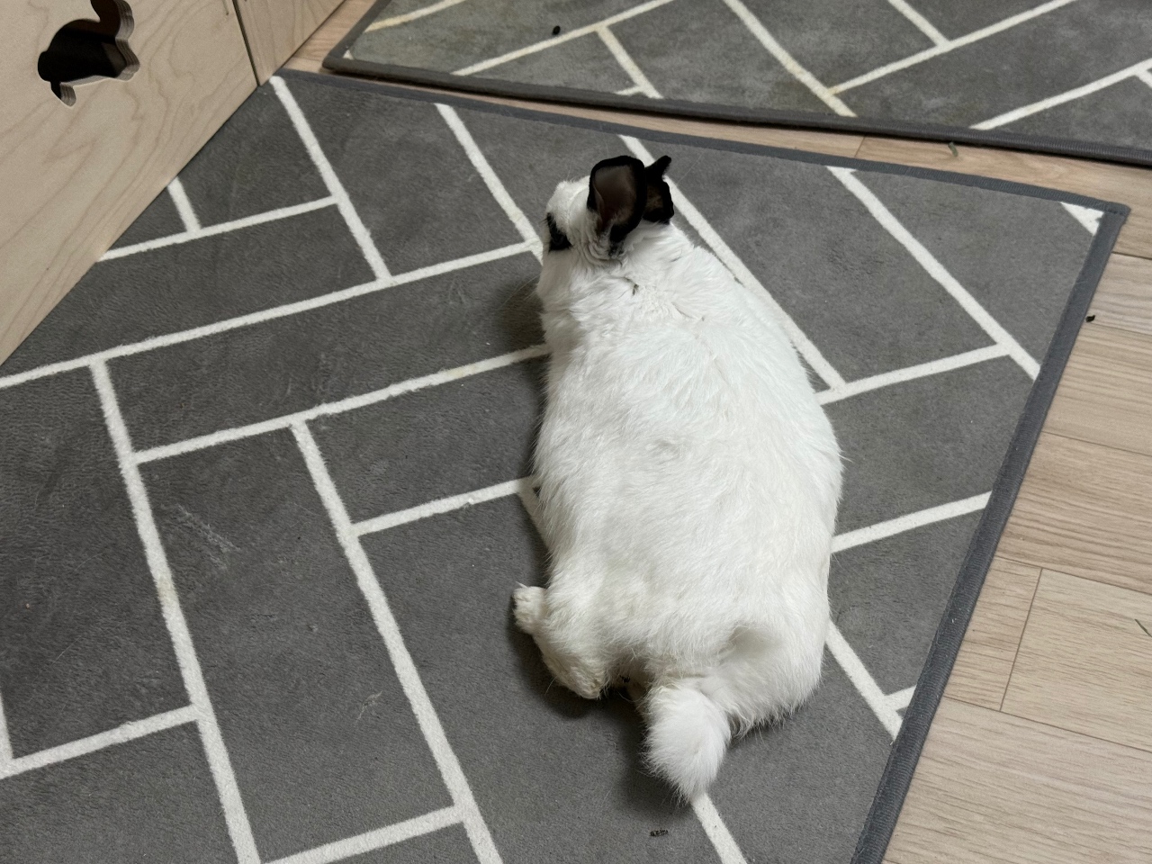 9월의 토끼씨