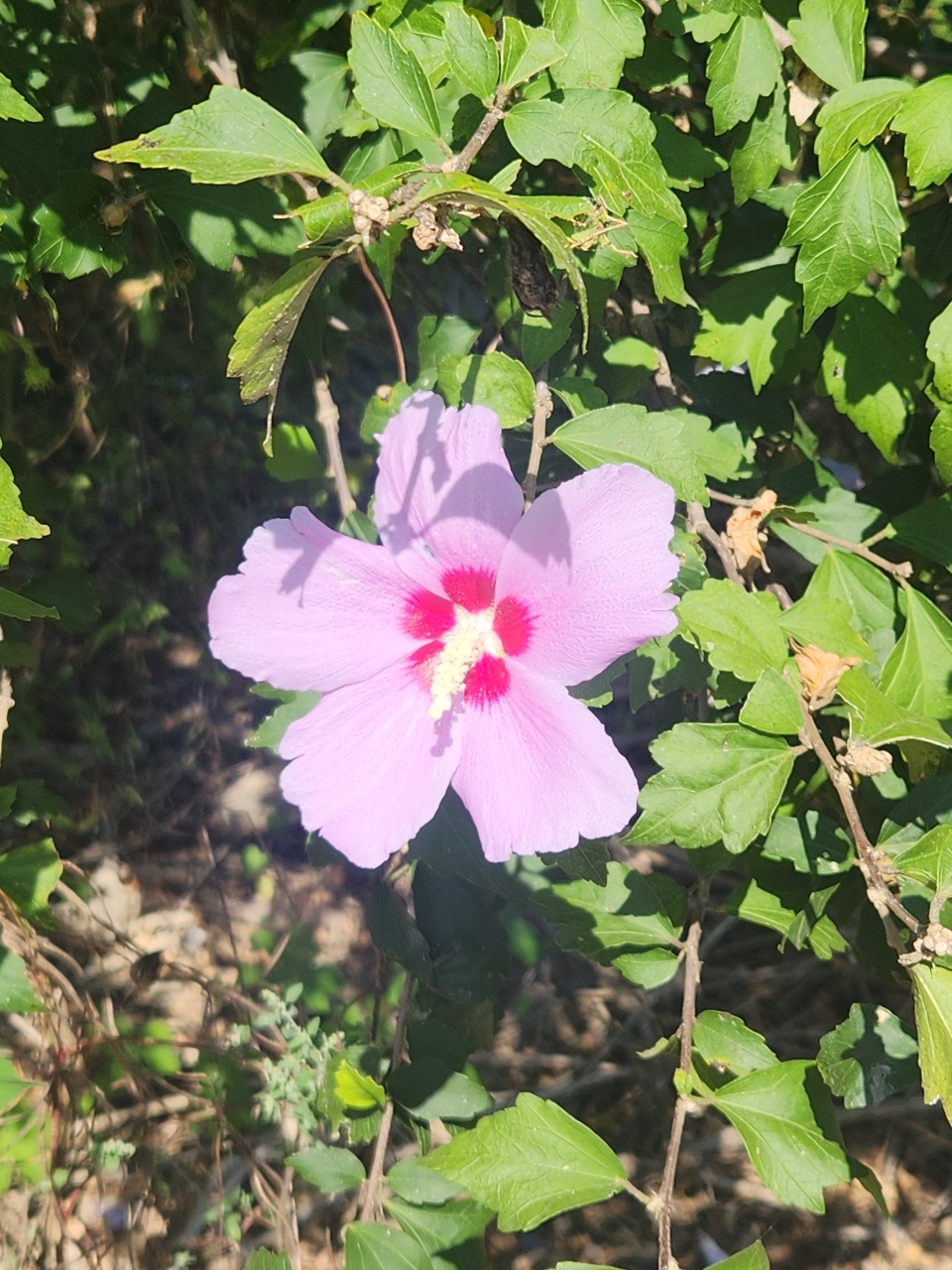 무궁화