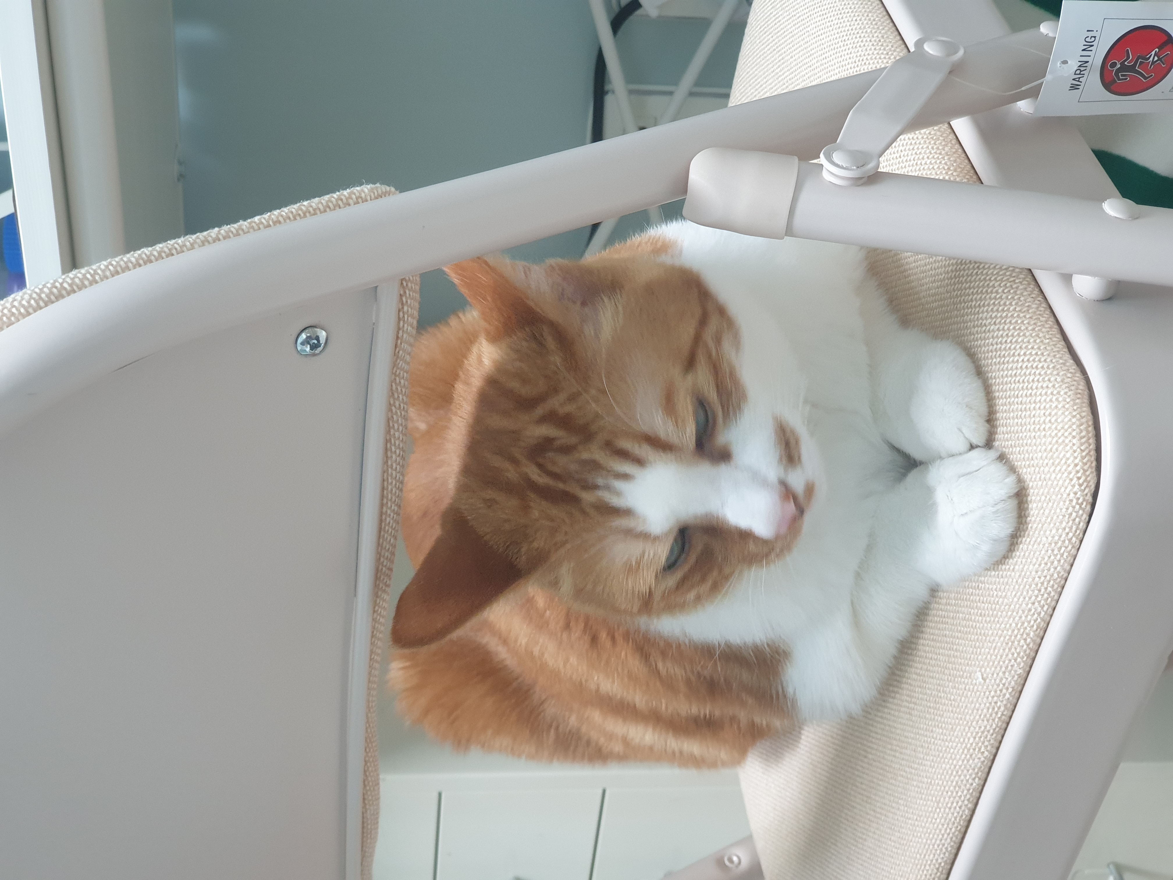 고양이 인생샷 찍어주기 7일차