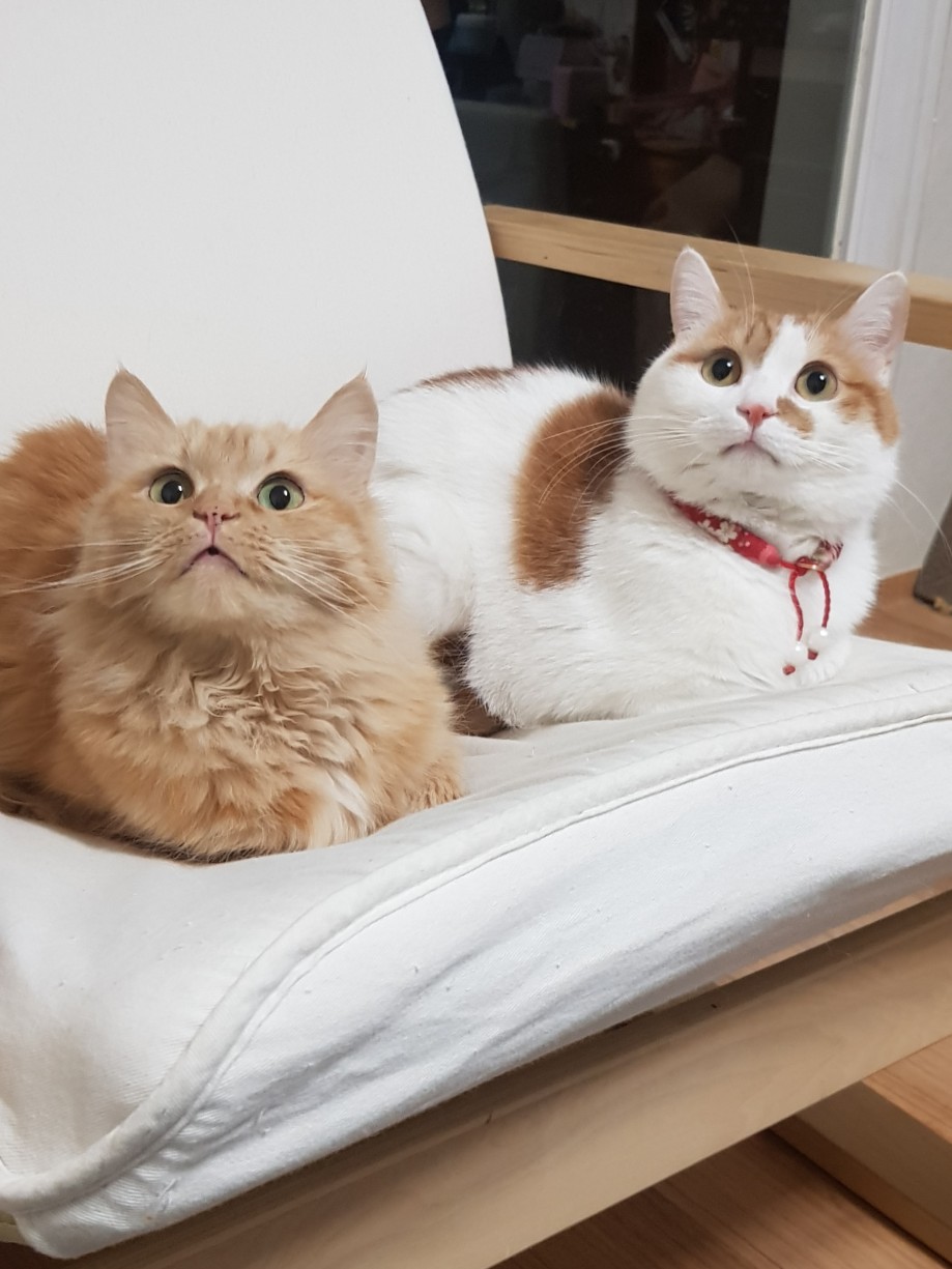첨부파일