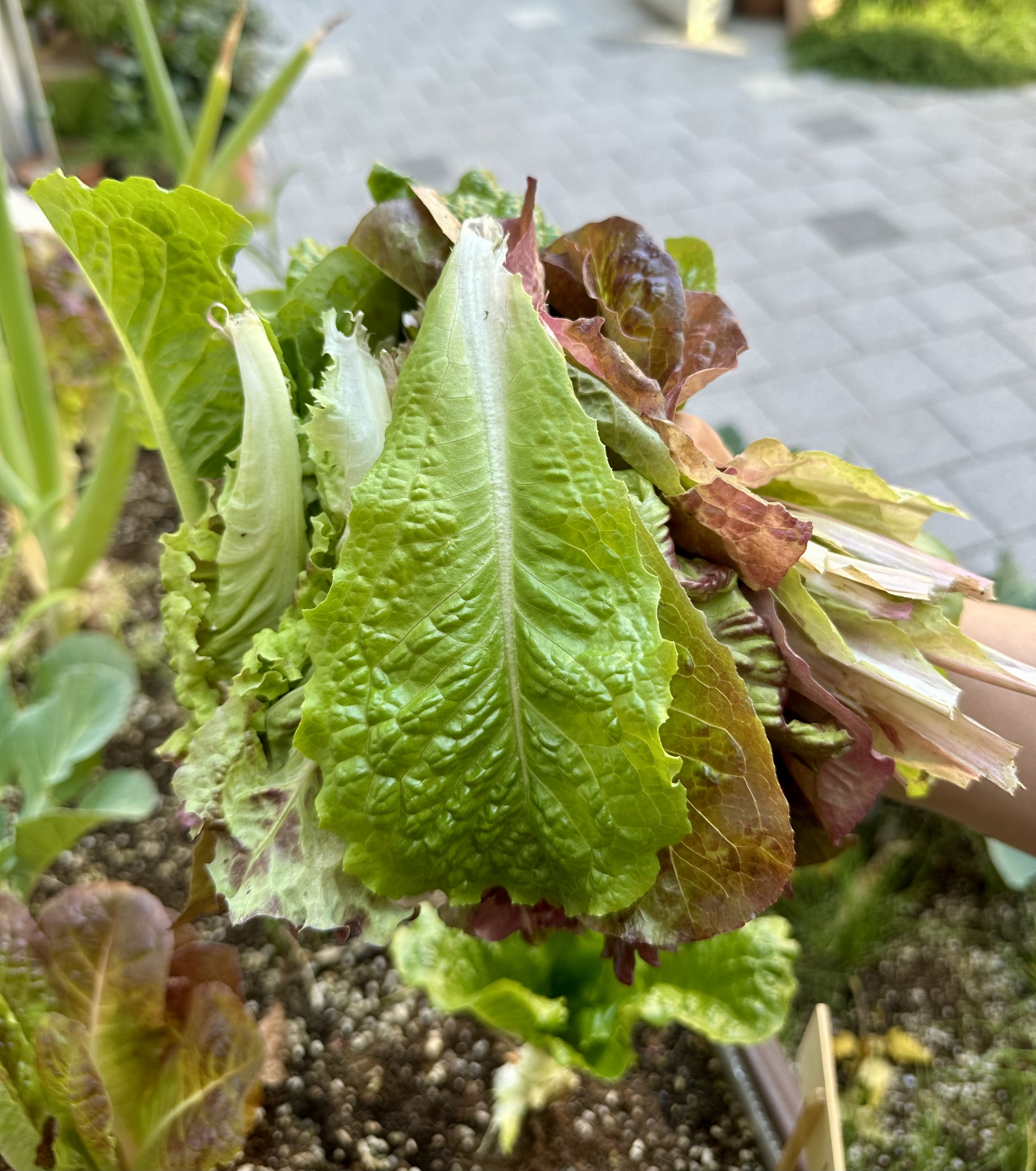 상추 뜯어먹는 소리 🥬