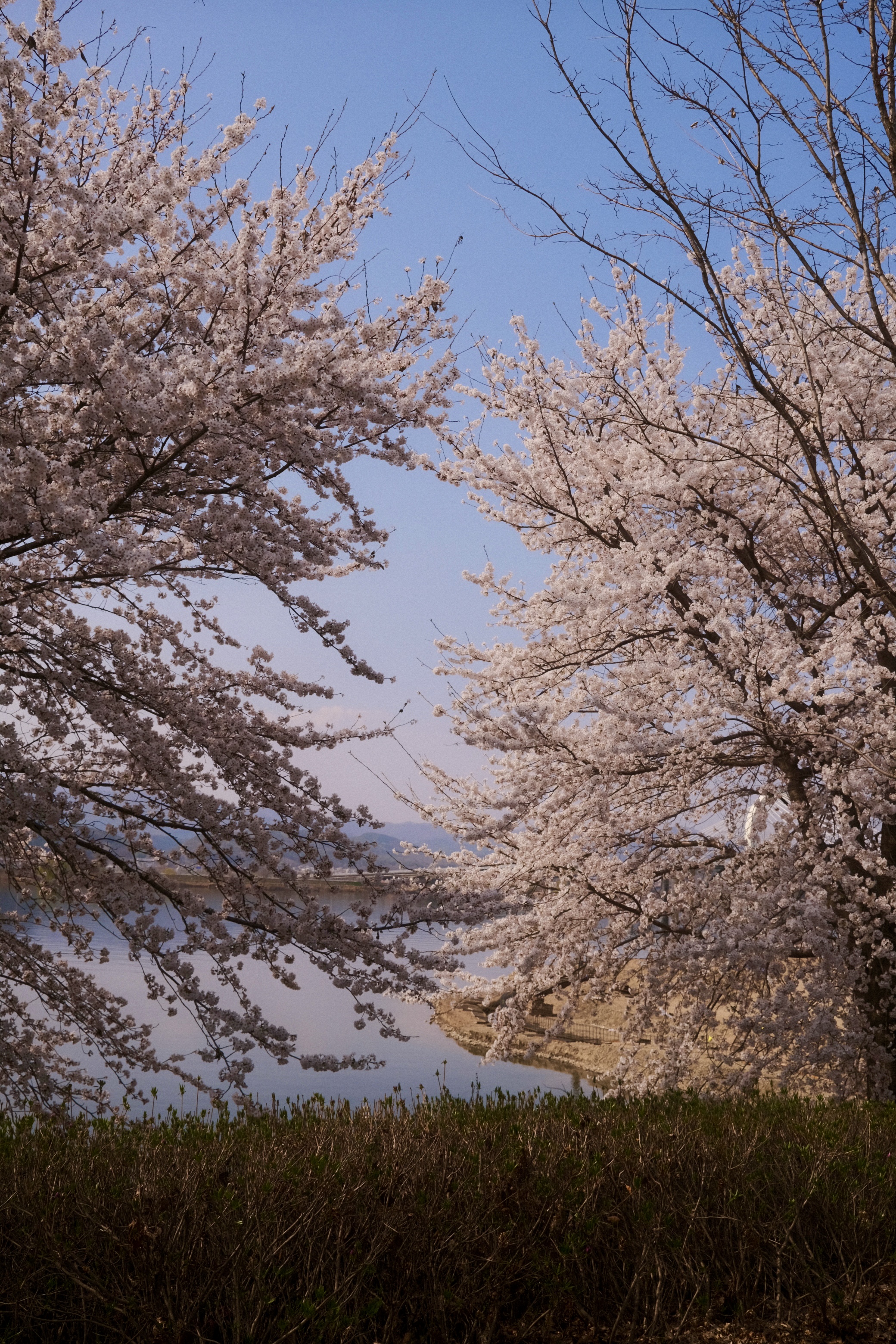올해 벚꽃을 기다리며🌸