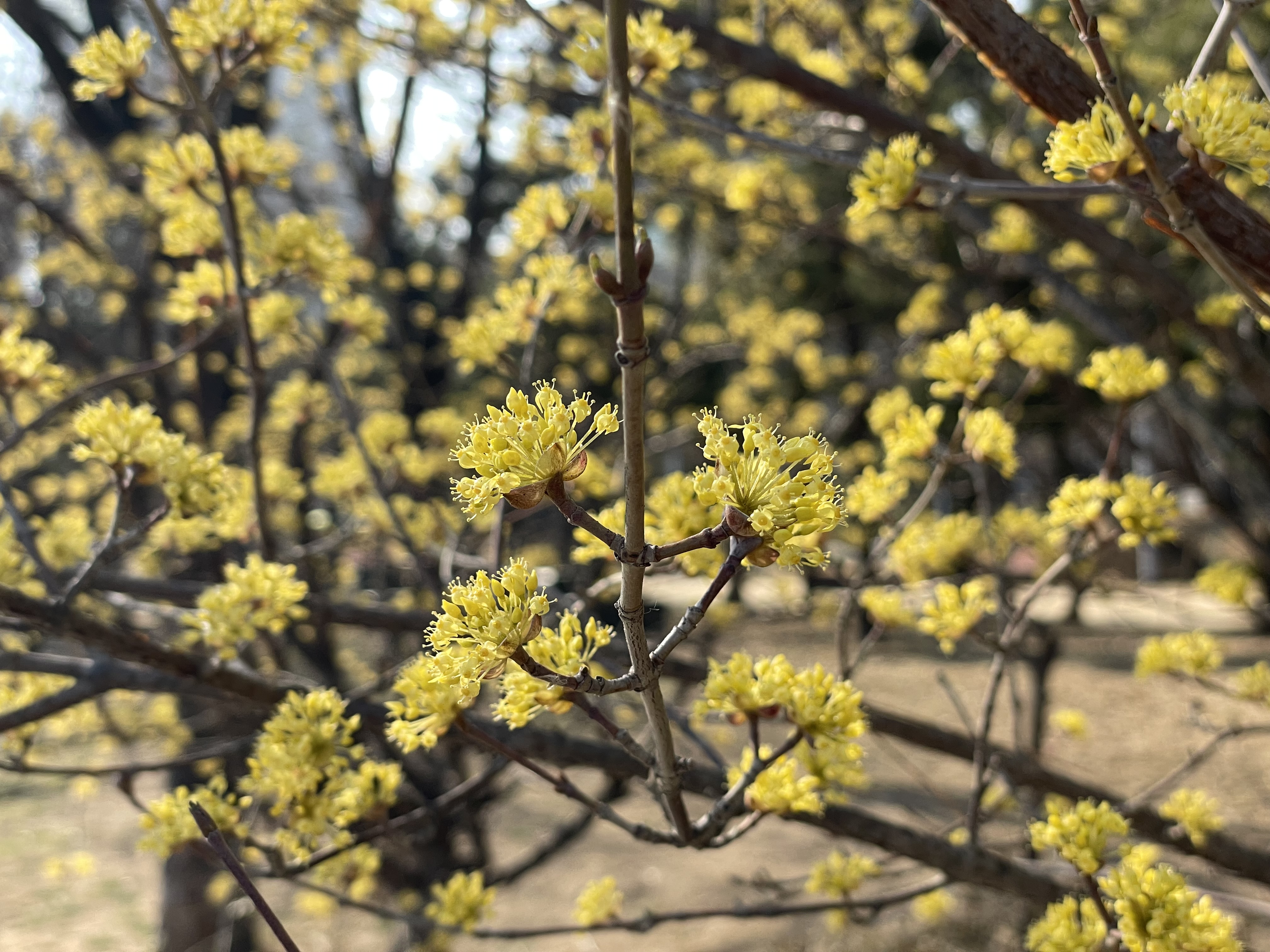 봄의 시작🌼