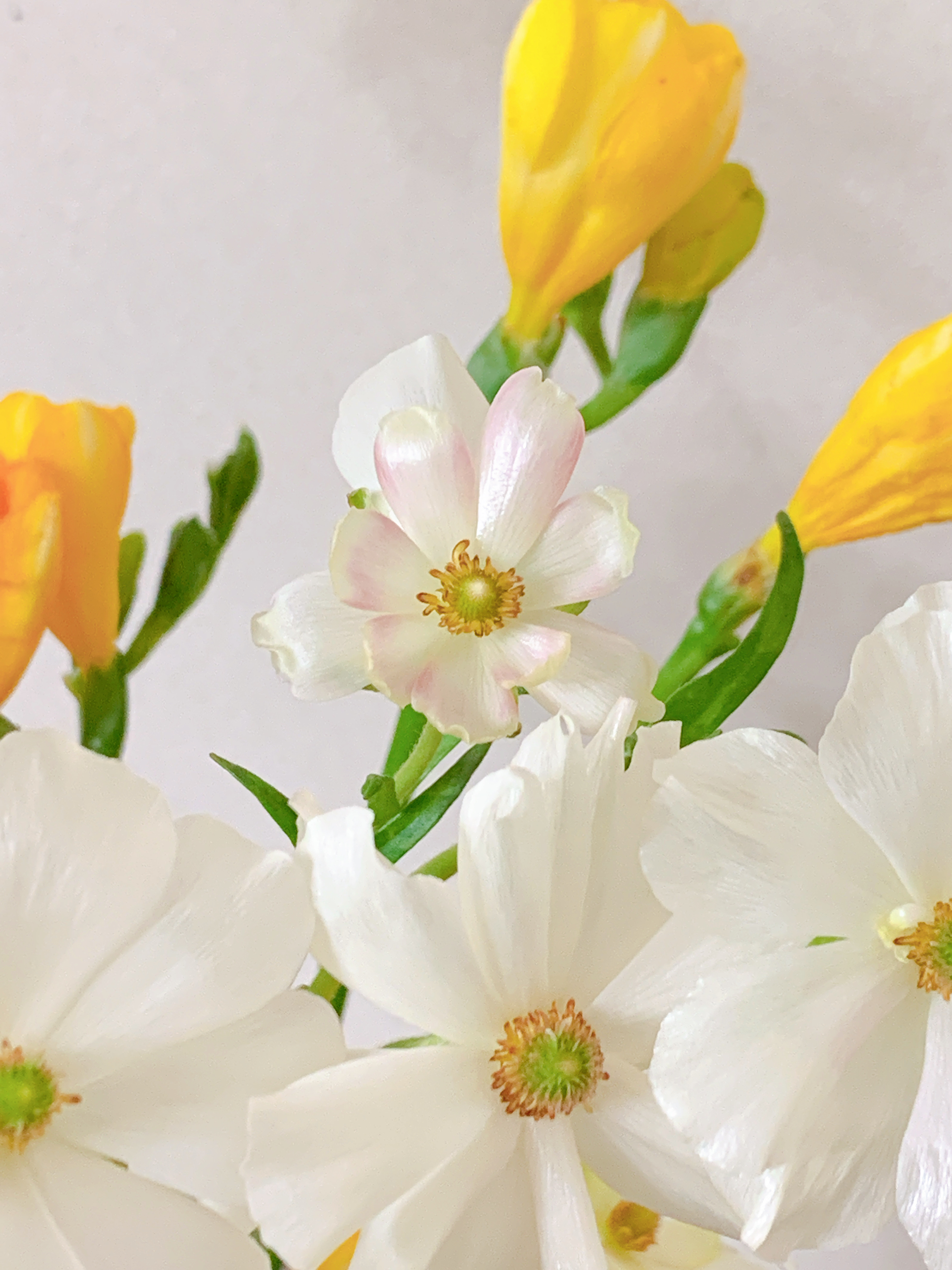 실내 꽃구경, 마저 핀 작은 꽃 🦋🌼